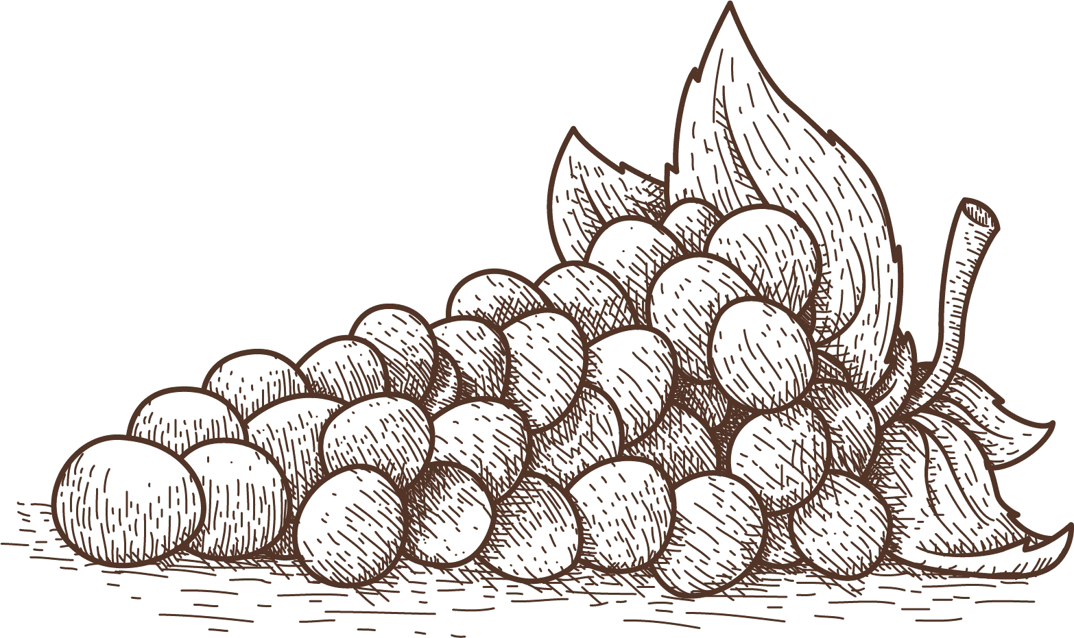 winery-illustration-1